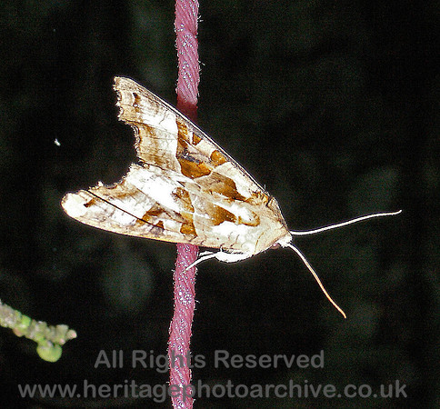 HRS 4646 Moth, Pensychnant, Conwy, Wales 23 Sep 2006