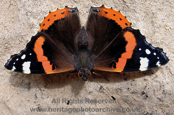 HRS 4647 Butterfly, Llandudno 21 July 2007