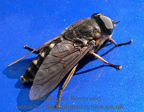 HRS 4648 Unknown fly on car, Conwy 2009