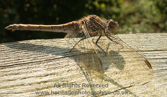HRS 4650 Dragonfly, Bryn Seiri,  Conwy 18 Sep 2008