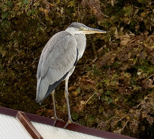 HRS 5426 Grey Heron Conwy 2009