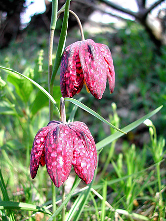 HRS 459 Fritillaries Conwy