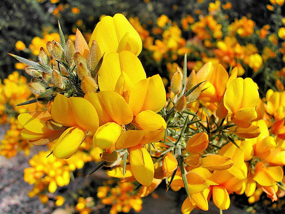 HRS 460 Gorse or broom, Conwy