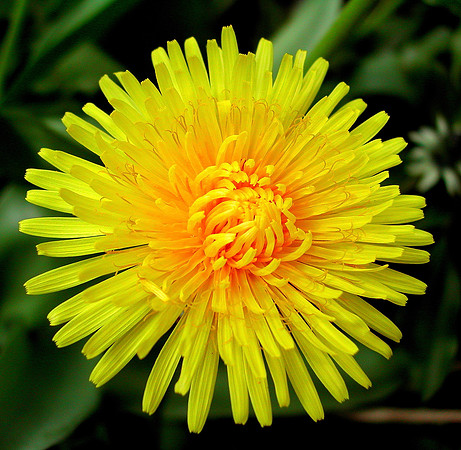 HRS 2598 Hawkweed