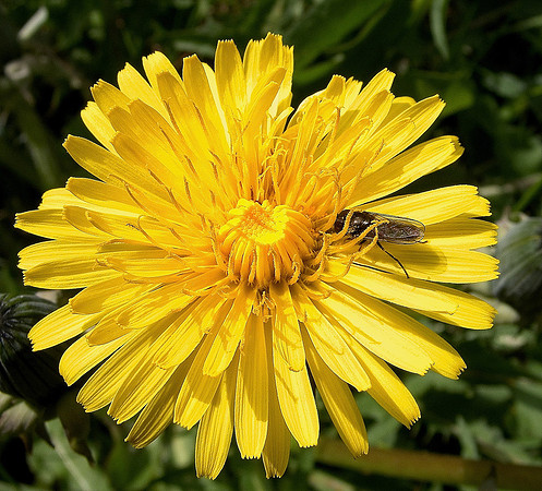 HRS 4637 Dandelion and fly 2008