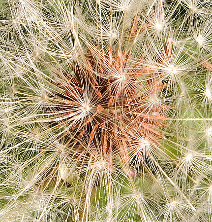 HRS 6262 Dandelion in close-up