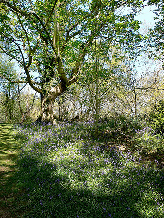 HRS 6327 Pensychnant, bluebells 2004