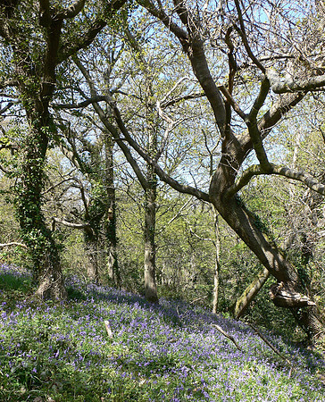 HRS 6328 Pensychnant, bluebells 2006