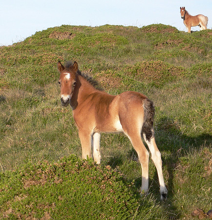 HRS 6338 Sychnant,  ponies 2008