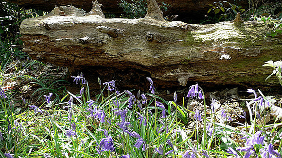 Bluebells at Pensychnant