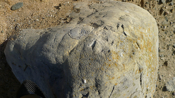 HRS 7968 Moat Scar, limestone boulder with brachiopoda