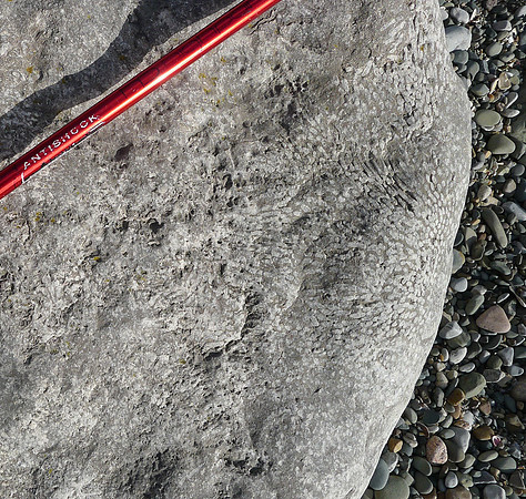 HRS 7975 Moat Scar, Syringopora coral in local limestone