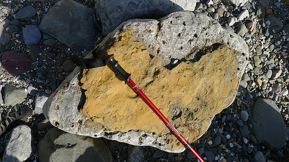 HRS 7976 Moat Scar, trace fossils. possibly like Quarry Flat Lingula occupancy holes