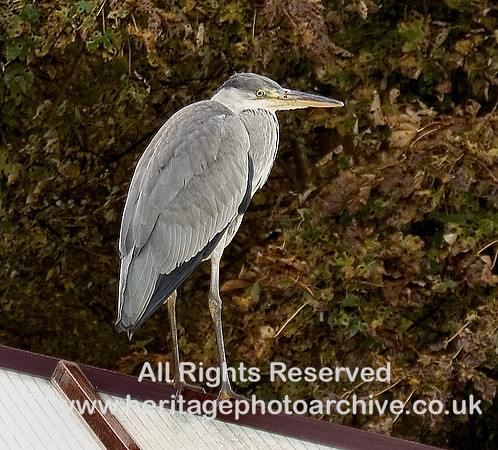HRS 5426 Grey Heron Conwy 2009