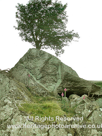 HRS 5523 Tree at Maeneira 2003