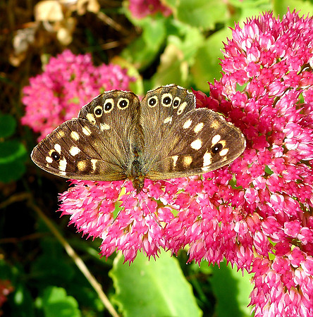 HRS 7301 Speckled Wood Moth Parage aegeria Flookburgh