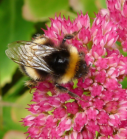HRS 7302 Flookburgh, bee