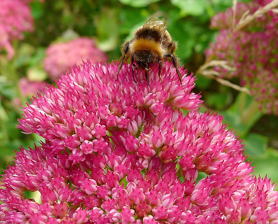 HRS 7303 Flookburgh, Bee