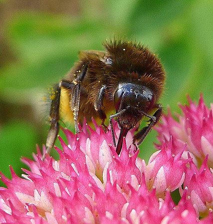 HRS 7304 Bee, Flookburgh