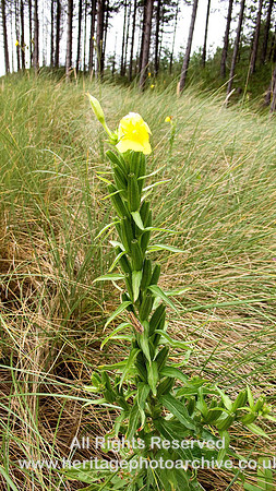 HRS 581  Common evening primrose Newborough