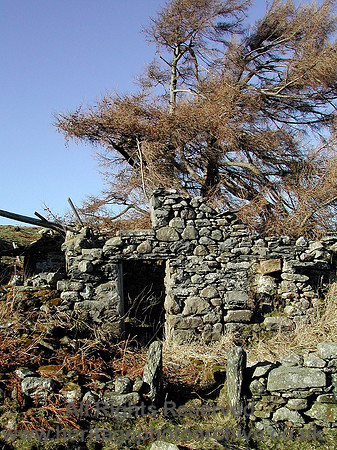 HRS 5969 Onen ebryd, Llanbedr-y-cennin 2004