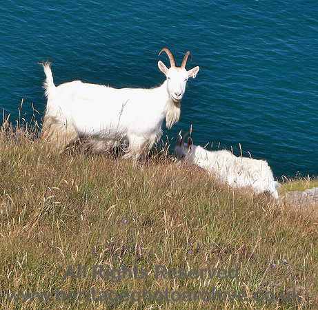 HRS 5998 Feral goats, Great Orme 2006