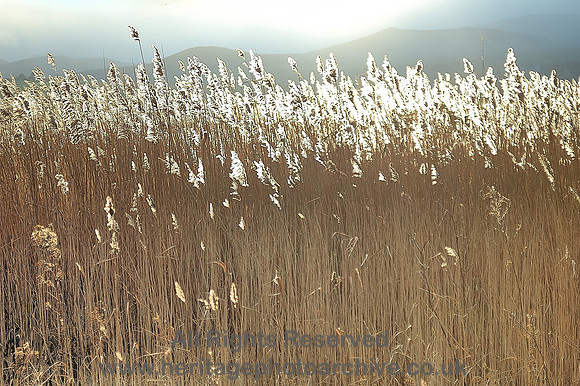 HRS 6020 Glan Conwy,  Brilliant rushes 2004