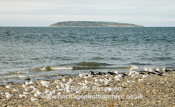 HRS 6025 Puffin Island and gulls 2008