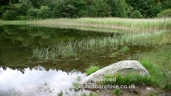 HRS 6040 Gwydyr, Llyn y Parc 2008