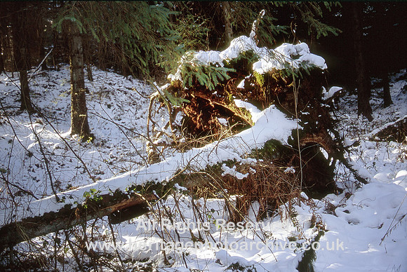 HRS 6044 Gwydyr, Snow and tree 2006