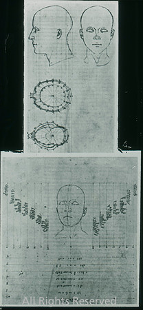 Francesca, measured heads