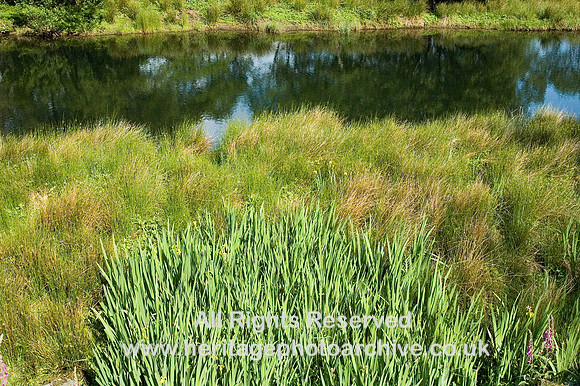 HRS 6198 Afon Glaslyn rushes 2008