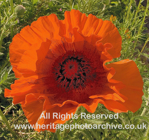 HRS 6258  Poppy 2010 Penrhiw Isaf