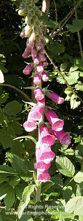 HRS 6259 Foxglove 2010
