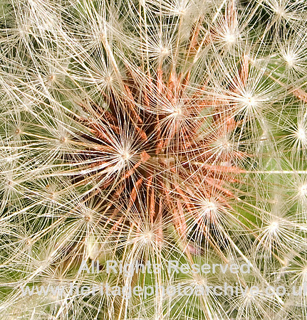 HRS 6262 Dandelion in close-up