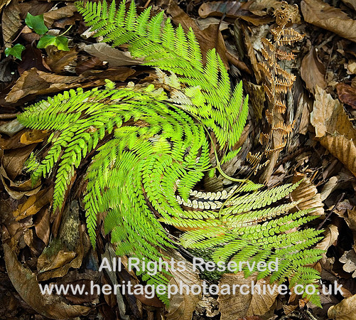 HRS 6108 Ferns in a swirl