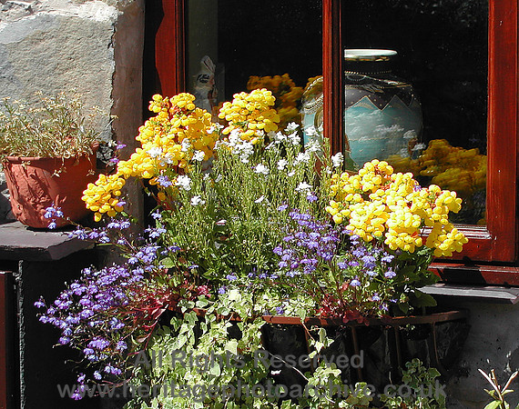HRS 6313 Flowers on cottage window, Rowen 2003