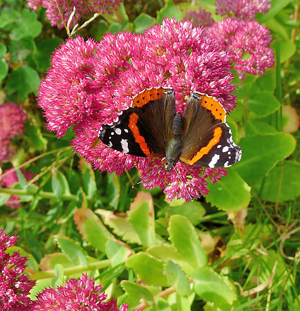 HRS 7300 Red Admiral, Flookburgh