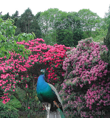 HRS 6324 Peacock,  Ravenscraig, Sychnant 2003
