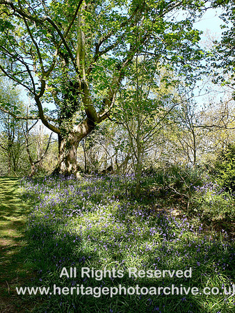 HRS 6327 Pen Sychnant, bluebells 2004
