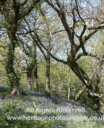 HRS 6328 Pen Sychnant, bluebells 2006