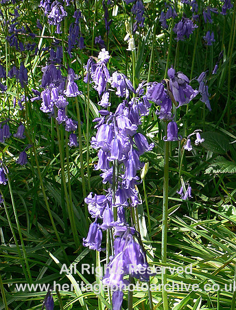 HRS 6329 Pen Sychnant, bluebells 2006