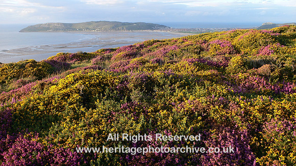 HRS 6331 Great Orme from Conwy Mountain, heather 2007