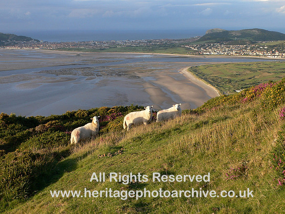HRS 6332 Sheep, Conwy mountain 2007