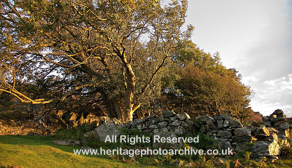 HRS 6336 Old farm, Bwlch Sychnant 2007