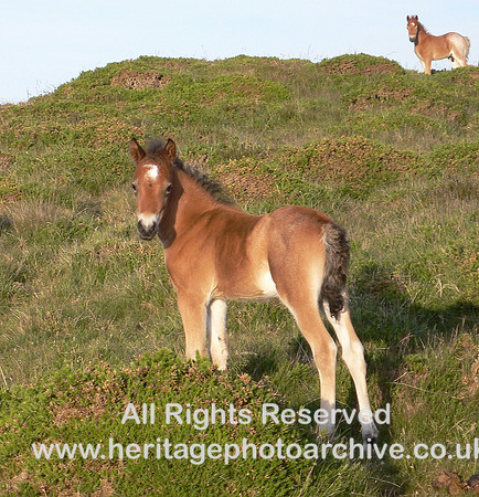 HRS 6338 Sychnant ponies 2008