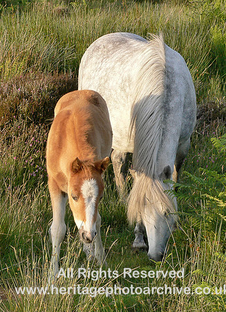 HRS 6339 Sychnant ponies 2008