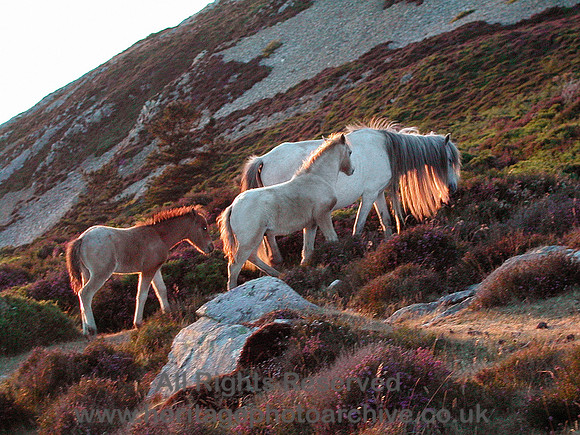 HRS 6429 Horses on Conwy Mountain 2004