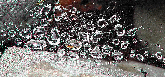 HRS 6436 Water web orbs Gwydyr 2004