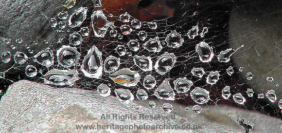 HRS 6436 Water web orbs Gwydyr 2004